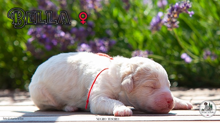 Bella - 2 day old