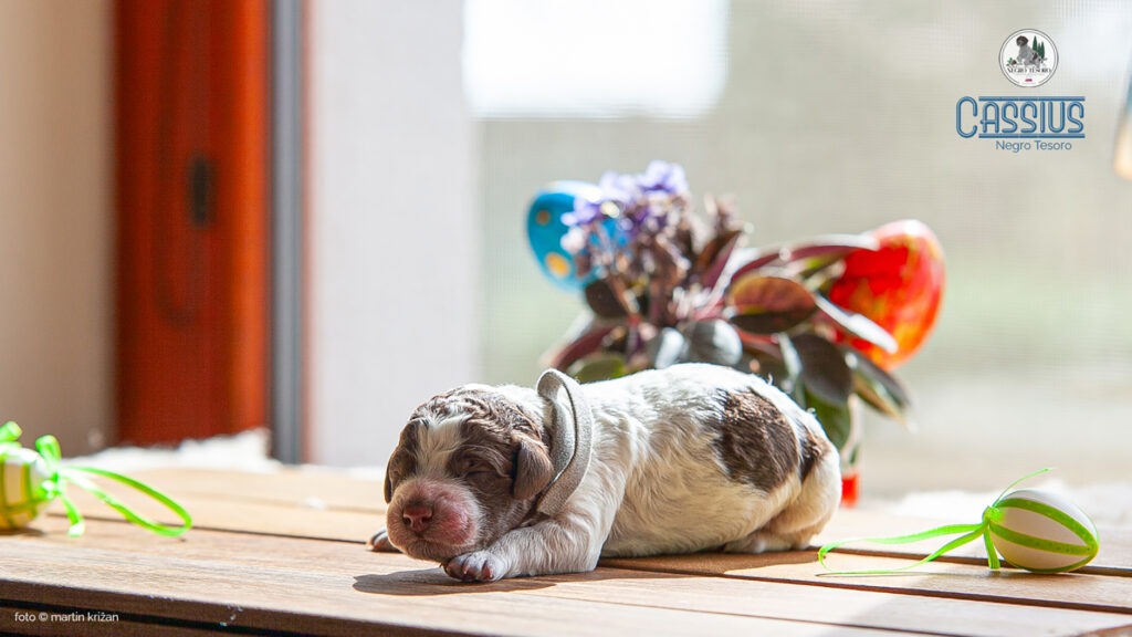 Novoroden&eacute; &scaron;teniatko Lagotto Romagnolo Casius | Newborn Lagotto Romagnolo puppy Casius Negro Tesoro