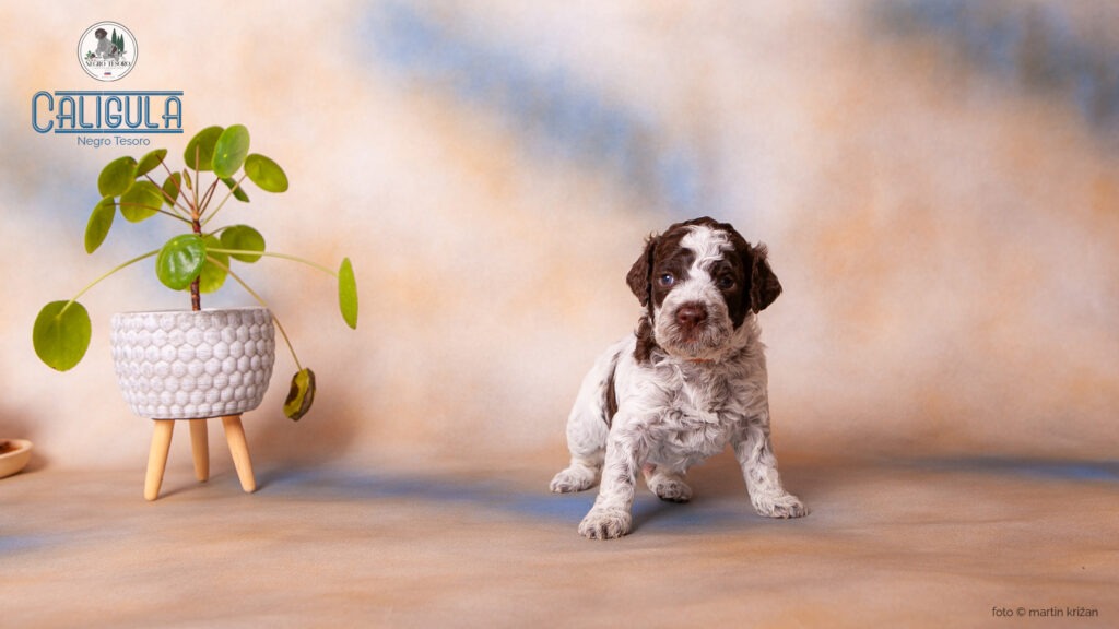 Caligula-Negro-Tesoro- Caligula-Negro-Tesoro-Lagotto-Romagnolo-puppies