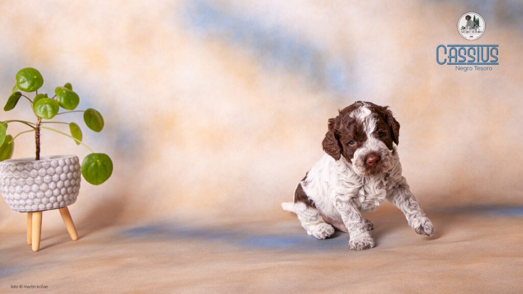 Cassius-Negro-Tesoro Cassius-Negro-Tesoro-Lagotto-Romagnolo-puppies