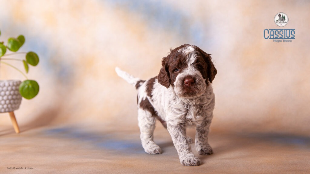 Cassius-Negro-Tesoro Cassius-Negro-Tesoro-Lagotto-Romagnolo-puppies