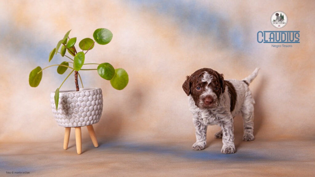 Claudius_Negro_Tesoro Claudius-Negro-Tesoro-Lagotto-Romagnolo-puppies