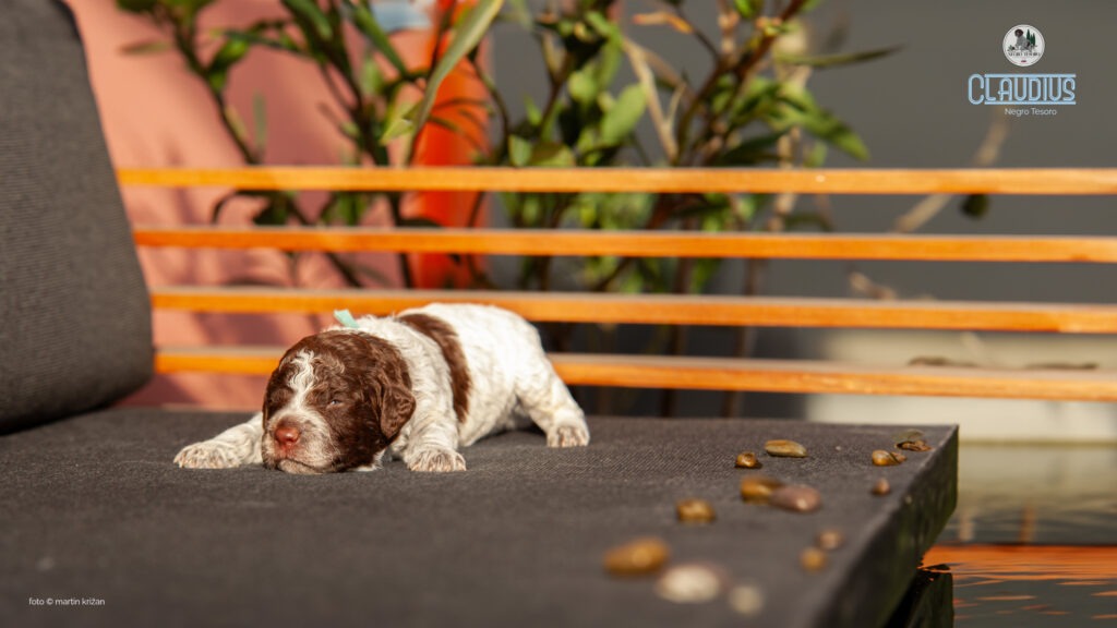 Cassius-Negro-Tesoro-Lagotto-Romagnolo-puppies