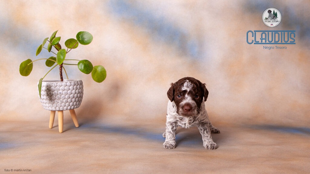 Claudius_Negro_Tesoro Claudius-Negro-Tesoro-Lagotto-Romagnolo-puppies