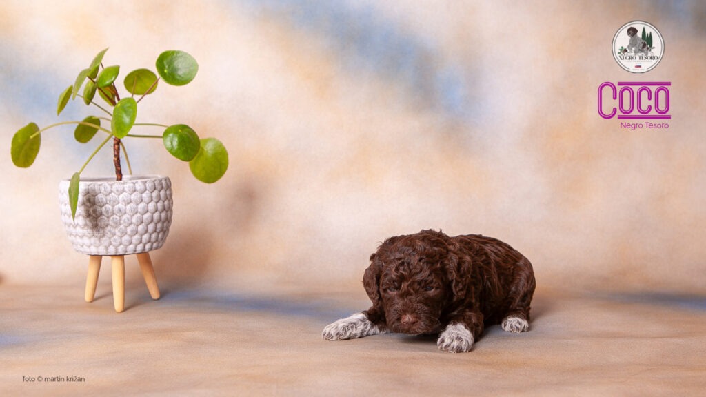 Coco-Negro-Tesoro Cocol-Negro-Tesoro-Lagotto-Romagnolo-puppies