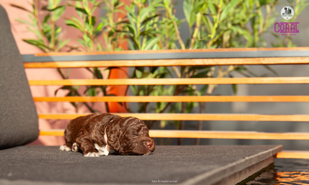 Coral-Negro-Tesoro-Lagotto-Romagnolo-puppies
