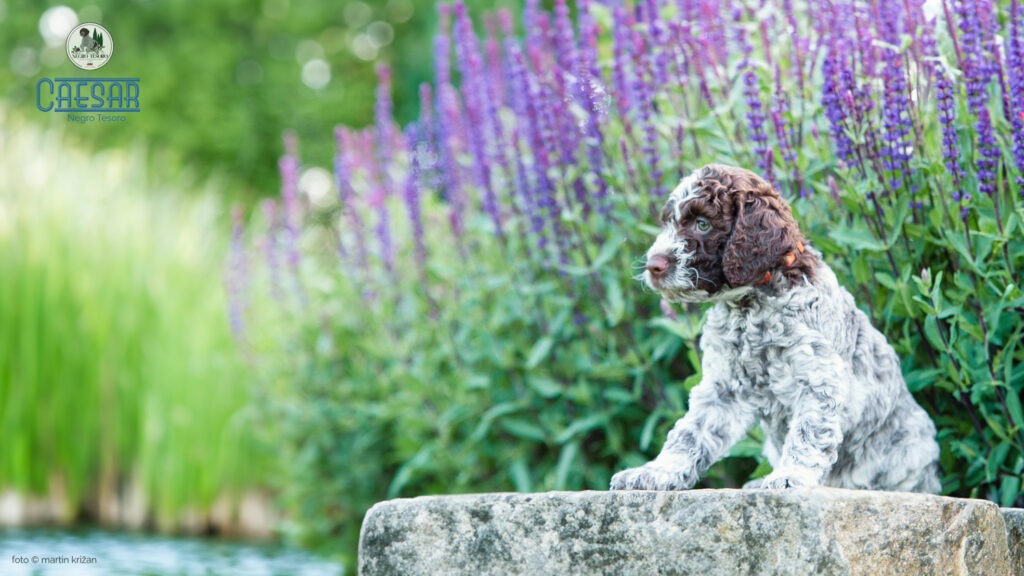 Ceasar_Negro_Tesoro Ceasar-Negro-Tesoro-Lagotto-Romagnolo-puppies