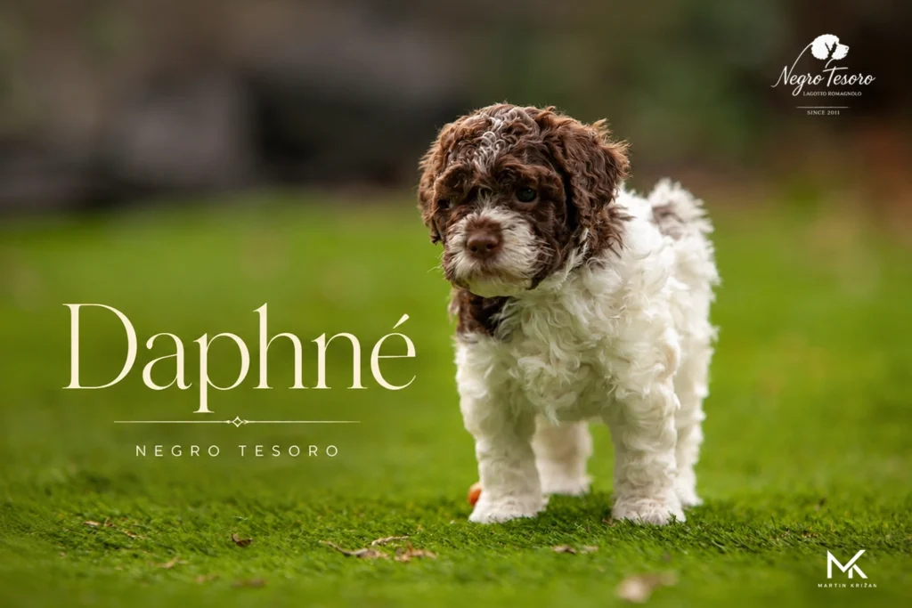 Daphné