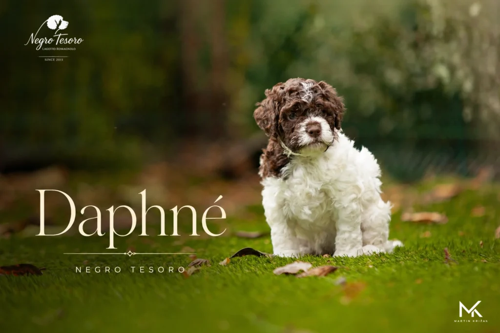 Daphné