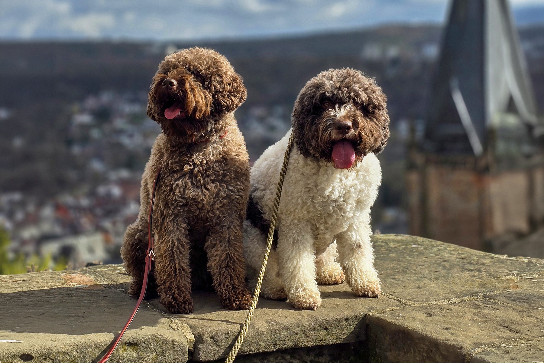 Dve dospelé Lagotto Romagnolo feny Melissa a Emily v nákladnom bicykli | adult Lagotto Romagnolo dogs
