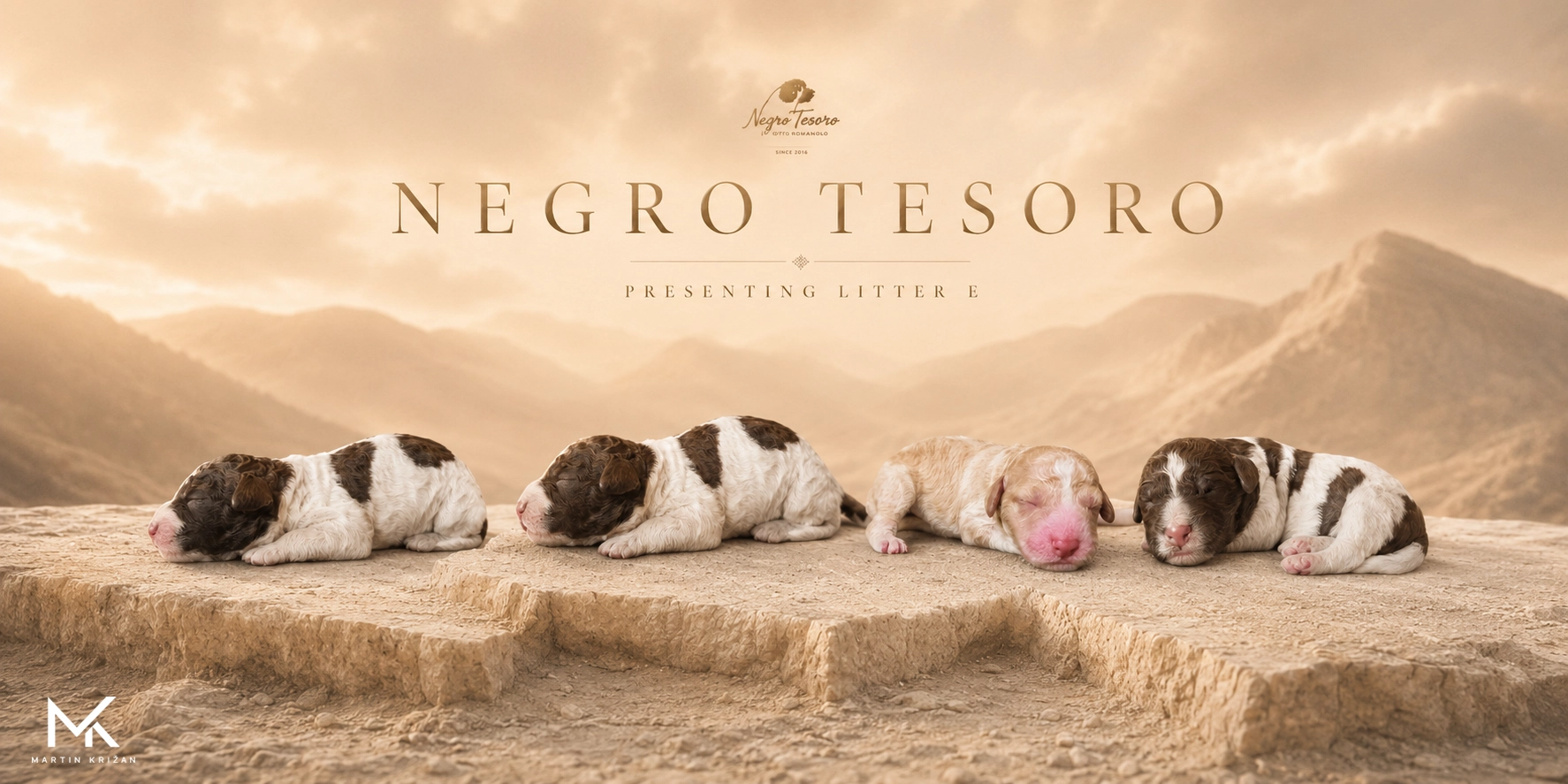 Plagát plánovaného vrhu E Negro Tesoro s dospelými psami Melissa dei Gioiosi Rubacuori a Mr. Bean | planned Lagotto Romagnolo litter poster
