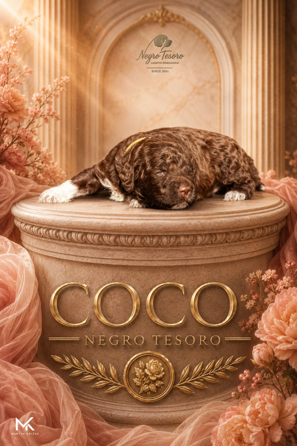 Plagát šteniatka Lagotto Romagnolo Coco z Negro Tesoro v jemnom svetlom vizuále | Lagotto Romagnolo puppy poster