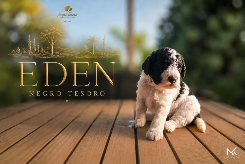 Plagát šteniatka Lagotto Romagnolo Eden z Negro Tesoro s jemnou prírodnou kresbou | Lagotto Romagnolo puppy poster