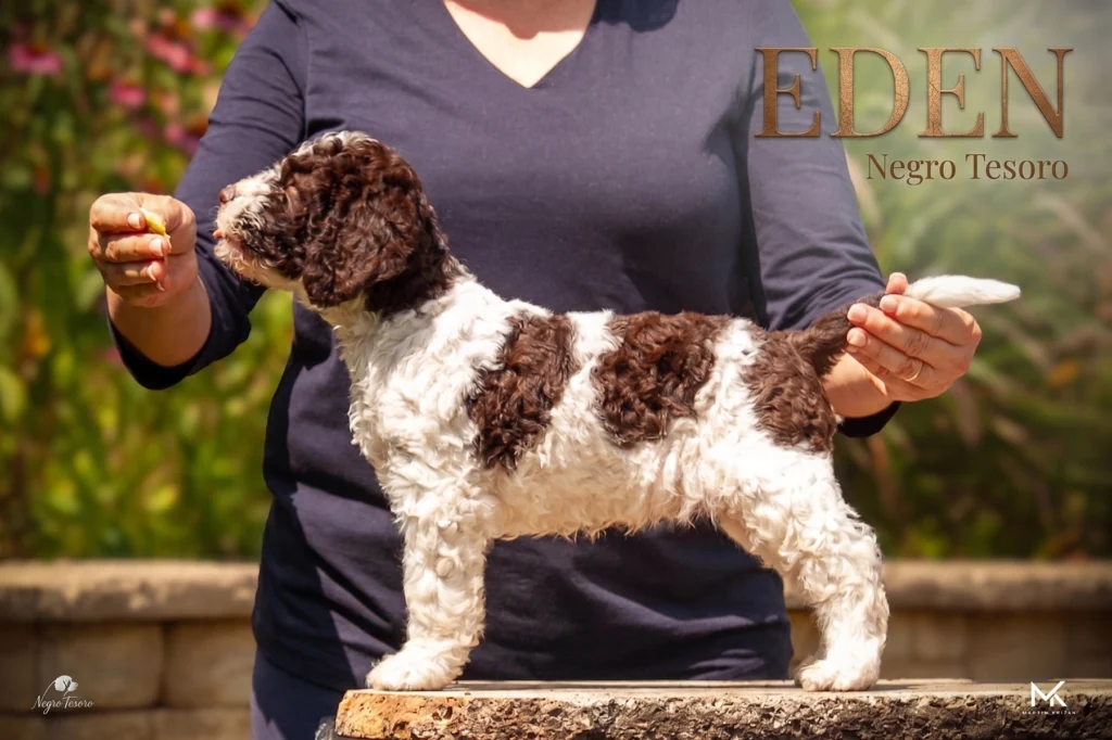 eden-lagotto-romagnolo-puppy-standing-poster Plagát šteniatka Lagotto Romagnolo Eden z Negro Tesoro pri nácviku výstavného postoja | Lagotto Romagnolo puppy poster