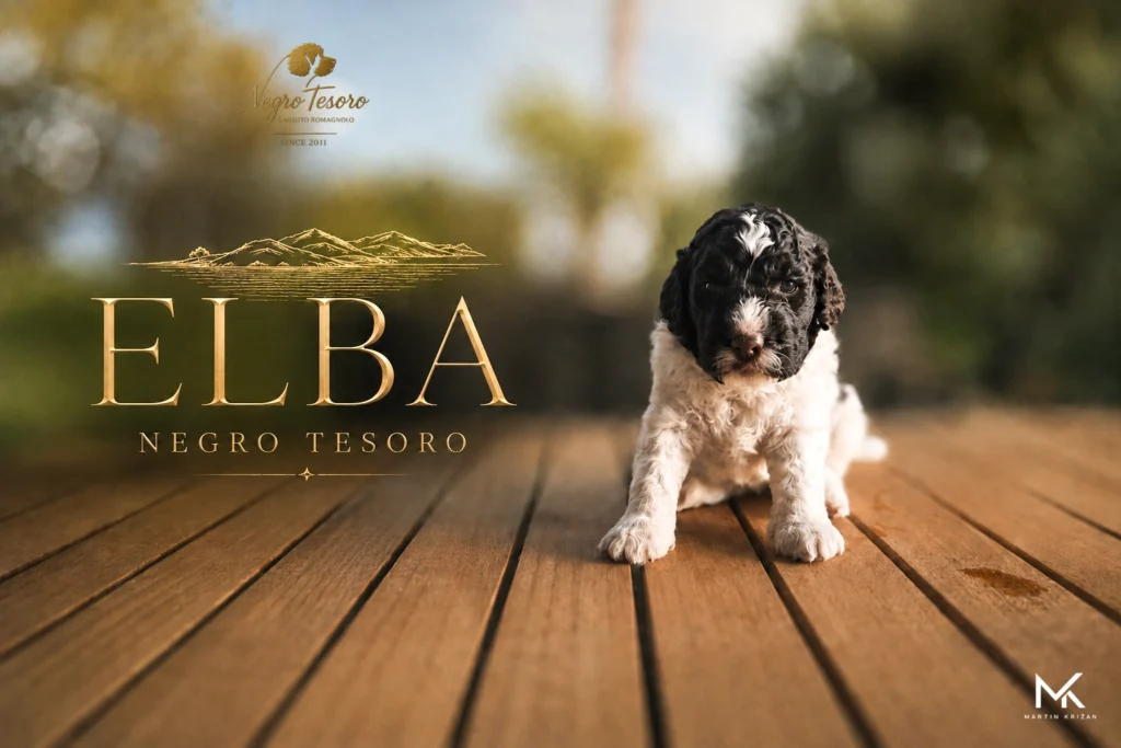 Plagát šteniatka Lagotto Romagnolo Elba z Negro Tesoro s líniovou krajinou | Lagotto Romagnolo puppy poster