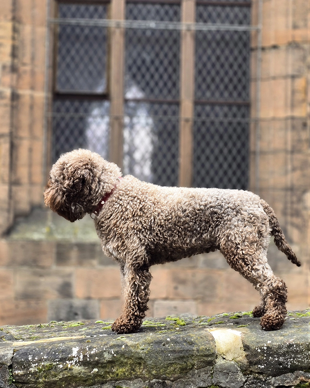 emily Plagát dospelej feny Lagotto Romagnolo Melissa dei Gioiosi Rubacuori v svetlom mestskom vizuále Negro Tesoro | adult Lagotto Romagnolo dog poster