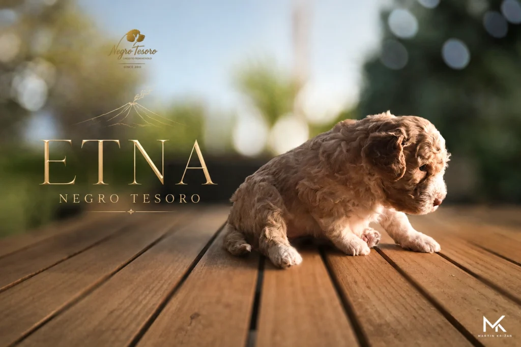 Etna – Lagotto Romagnolo puppy | Negro Tesoro Plagát šteniatka Lagotto Romagnolo Etna z Negro Tesoro s jemnou kresbou sopky | Lagotto Romagnolo puppy poster