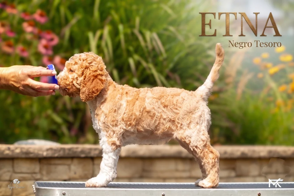 etna-lagotto-romagnolo-puppy-standing-poster Plagát šteniatka Lagotto Romagnolo Etna z Negro Tesoro v bočnom postoji pri záhradnom pozadí | Lagotto Romagnolo puppy poster