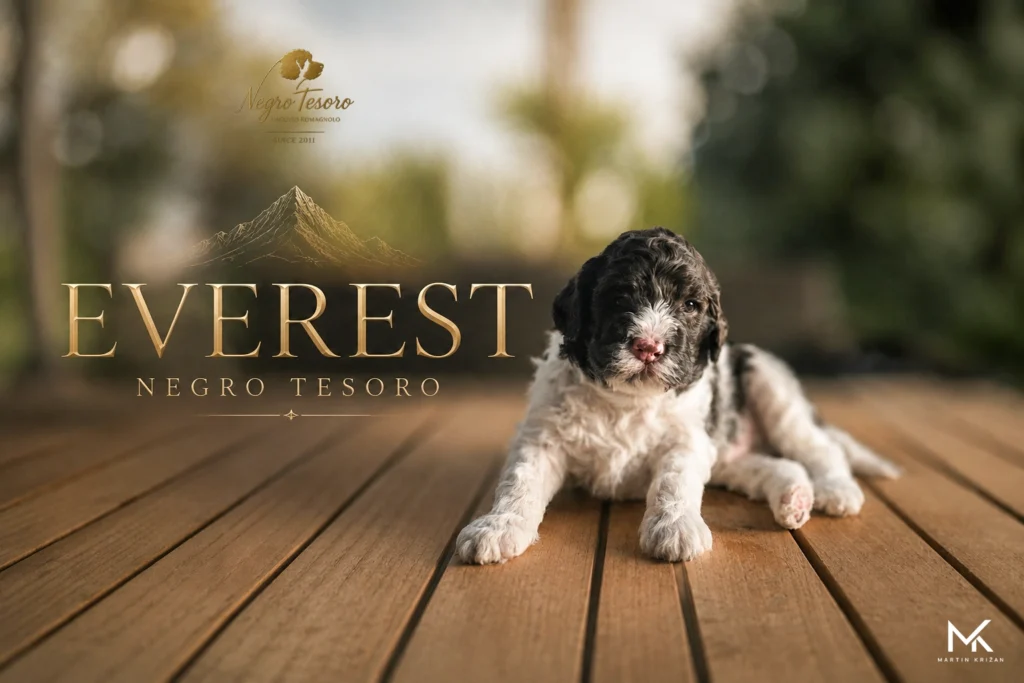 Everest – Lagotto Romagnolo puppy | Negro Tesoro Plagát šteniatka Lagotto Romagnolo Everest z Negro Tesoro na drevenej podlahe | Lagotto Romagnolo puppy poster