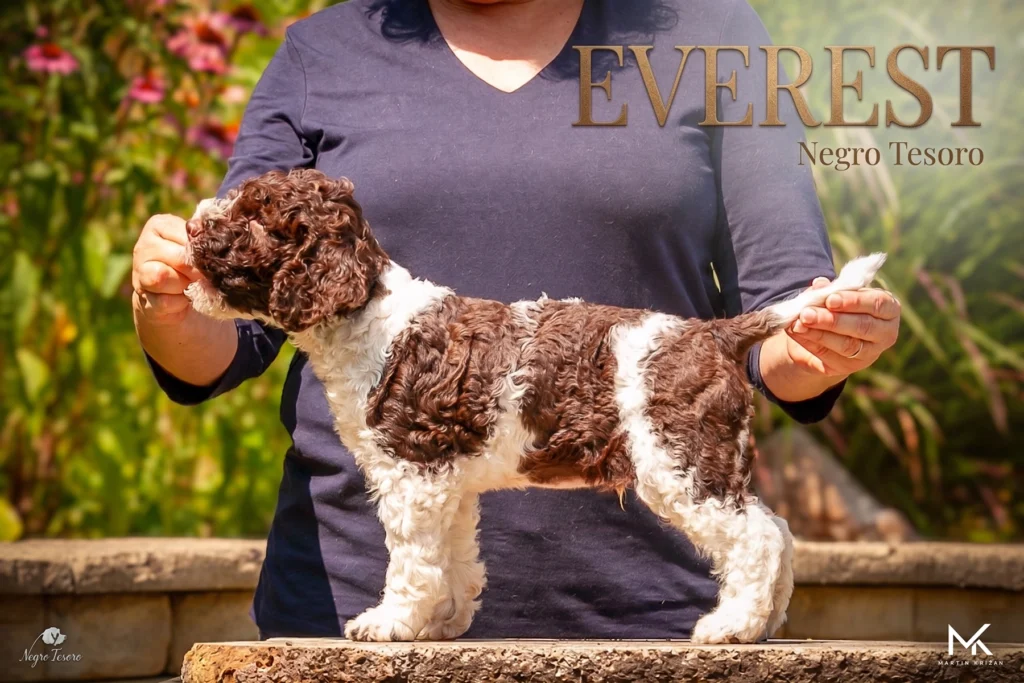 everest-lagotto-romagnolo-puppy-standing-poster Plagát šteniatka Lagotto Romagnolo Everest z Negro Tesoro pri nácviku výstavného postoja | Lagotto Romagnolo puppy poster