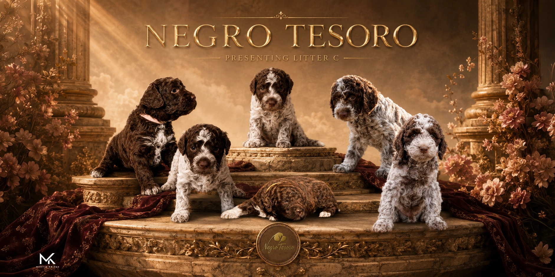 Vrh C – Lagotto Romagnolo puppies | Negro Tesoro Plagát vrhu C Negro Tesoro so skupinou šteniatok Lagotto Romagnolo | Lagotto Romagnolo litter C puppy poster