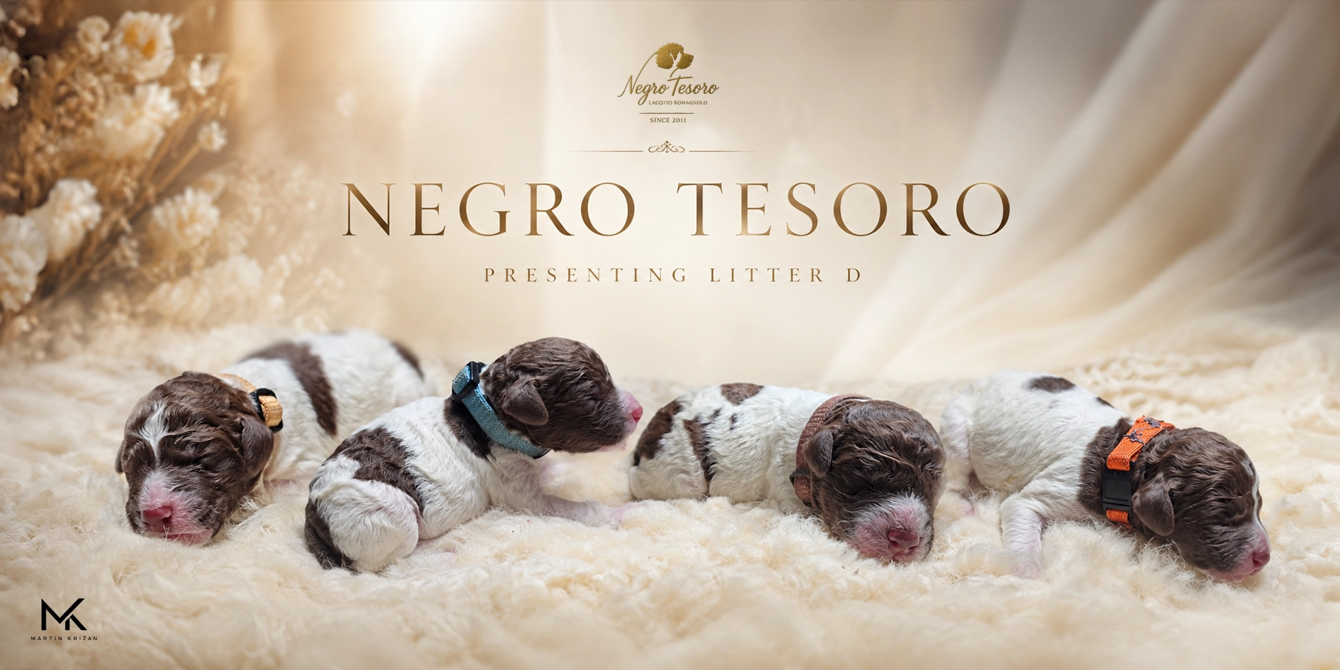 Litter D – Lagotto Romagnolo newborn puppies | Negro Tesoro Negro Tesoro Litter D with four one-day-old Lagotto Romagnolo puppies