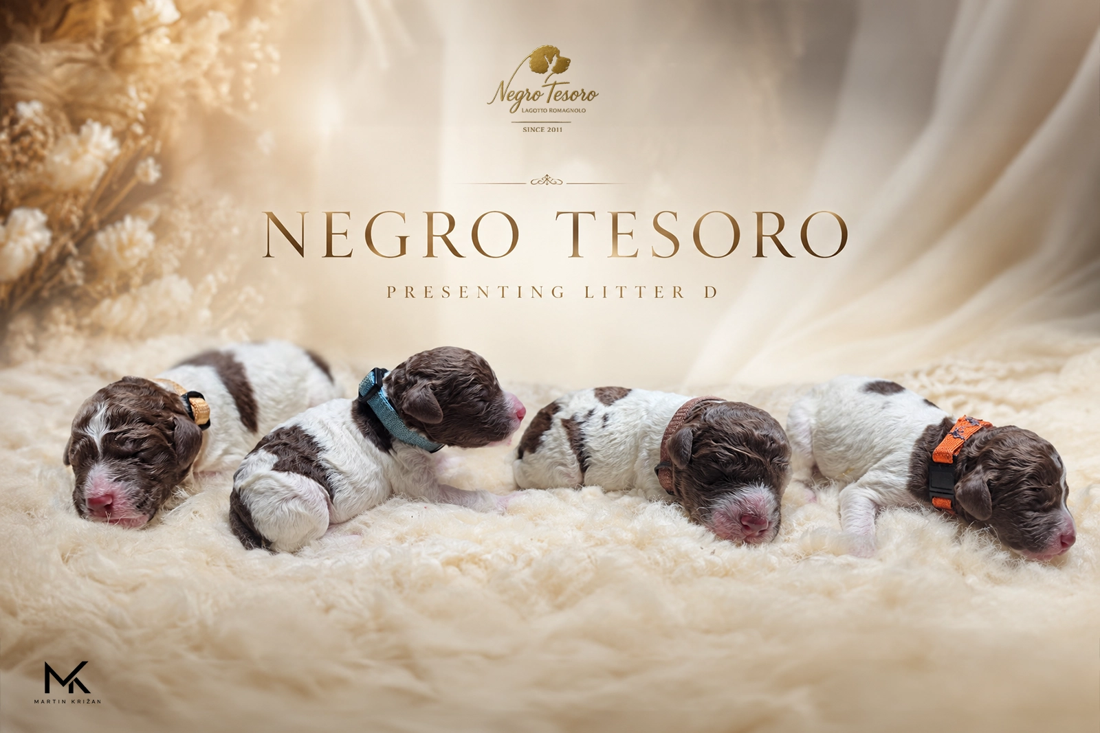 vrh d_poster Plagát vrhu D Negro Tesoro so skupinou jednodňových novorodených šteniatok Lagotto Romagnolo | newborn Lagotto Romagnolo litter poster