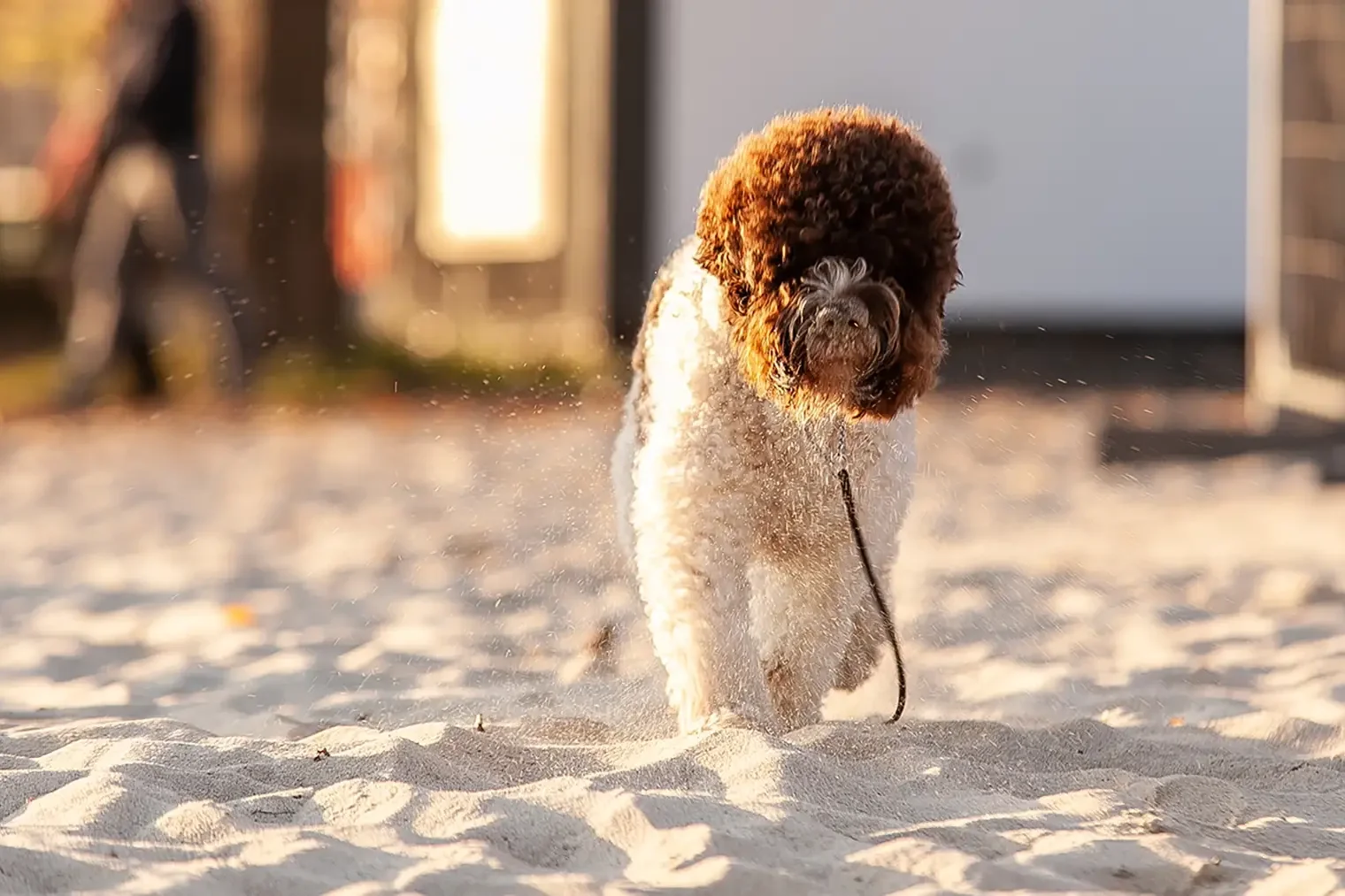 Melissa dei Gioiosi Rubacuori – sučka Lagotto Romagnolo