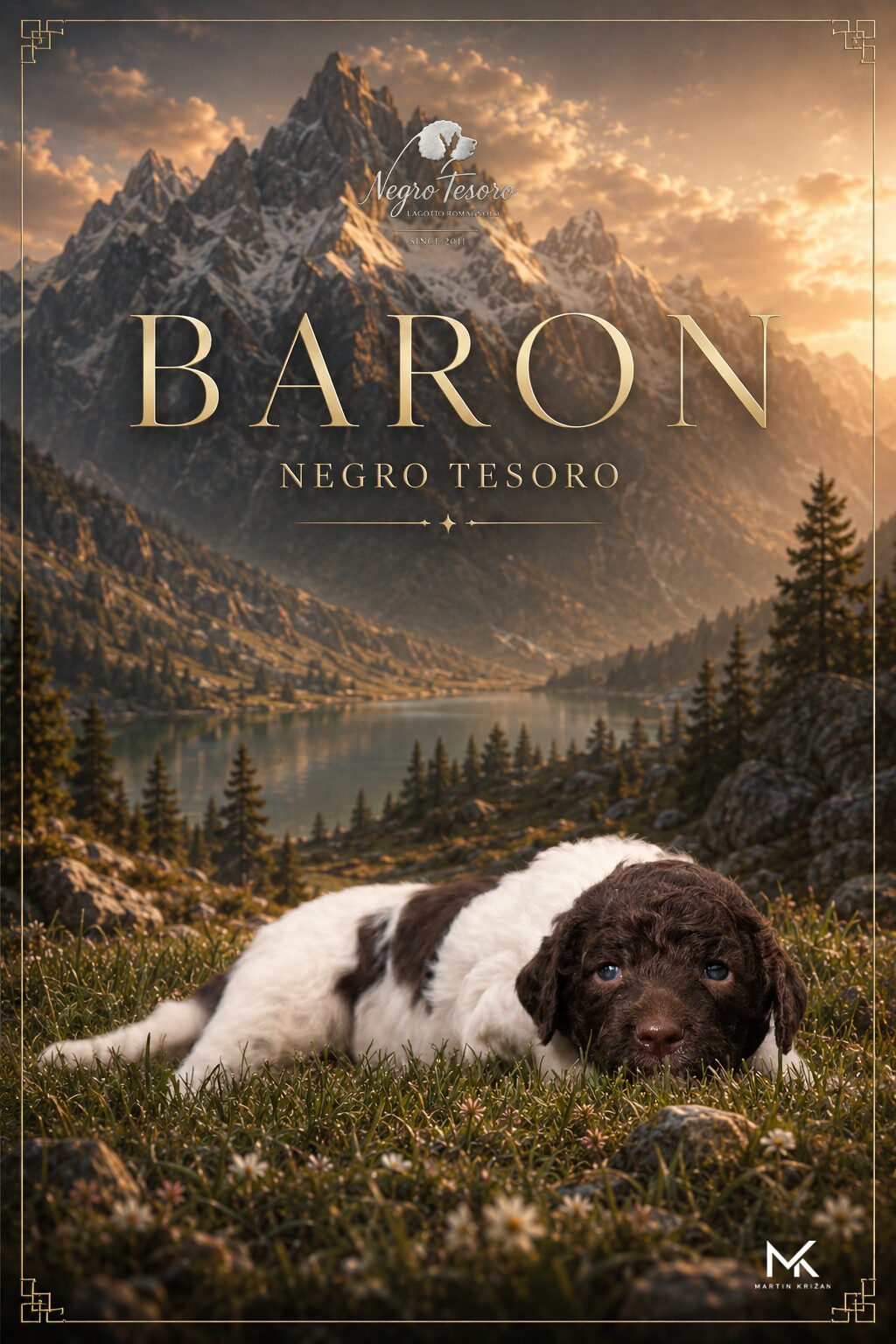 Baron Negro Tesoro, young white and brown Lagotto Romagnolo puppy from Litter B lying on the grass