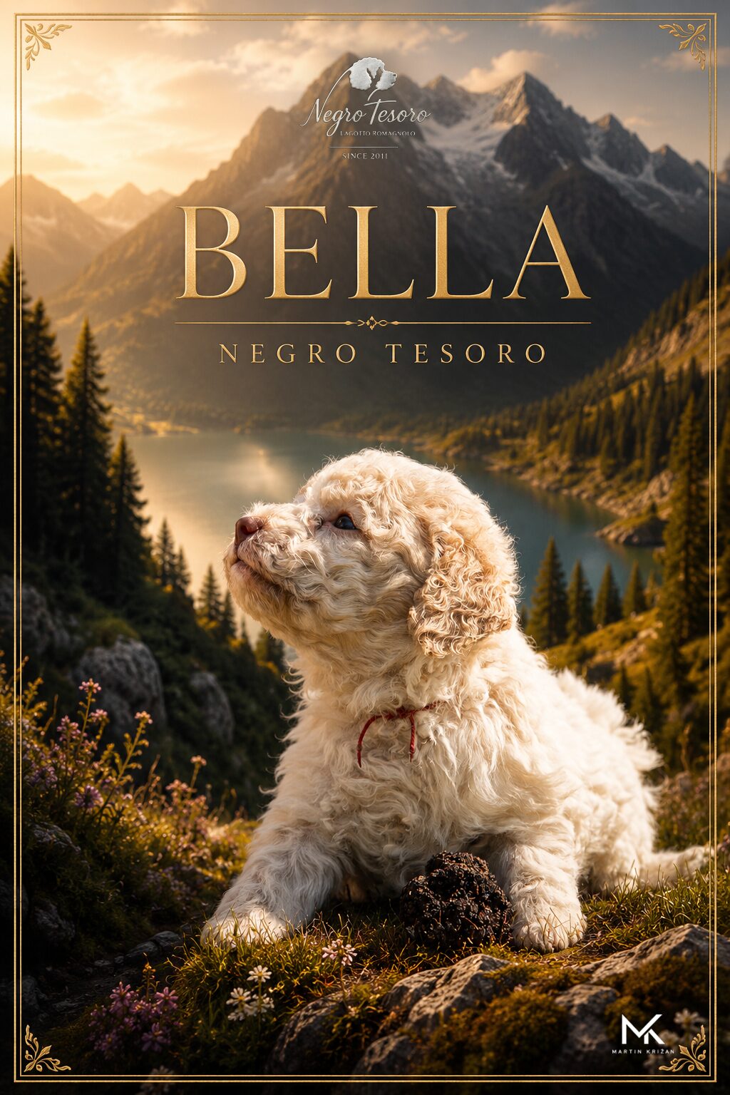 Bella Negro Tesoro, young white and orange Lagotto Romagnolo puppy from Litter B sitting and looking upwards