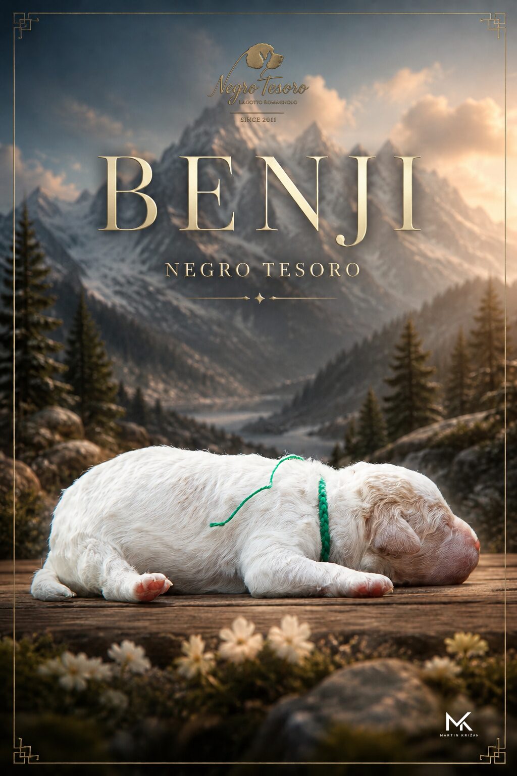 Benji Negro Tesoro, newborn white and orange Lagotto Romagnolo puppy from Litter B lying with its eyes closed