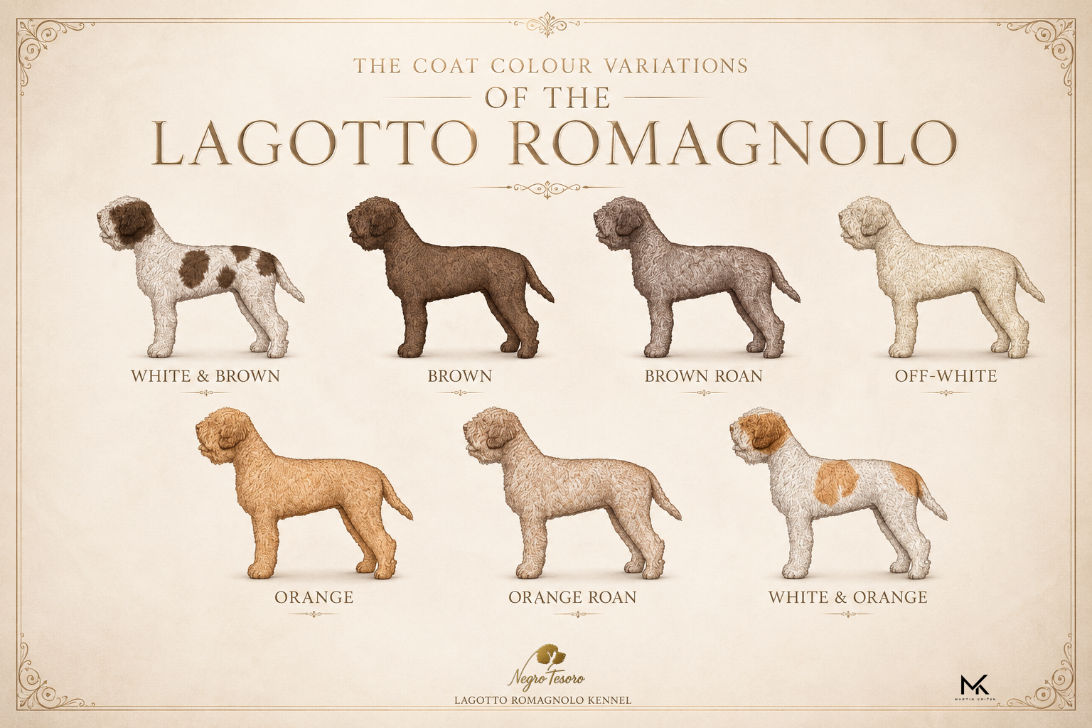 Coat colour variations – Lagotto Romagnolo | Negro Tesoro Horizontálny plagát Negro Tesoro s farebnými variantmi plemena Lagotto Romagnolo: white & brown, brown, brown roan, off-white, orange, orange roan a white & orange | Lagotto Romagnolo coat colours