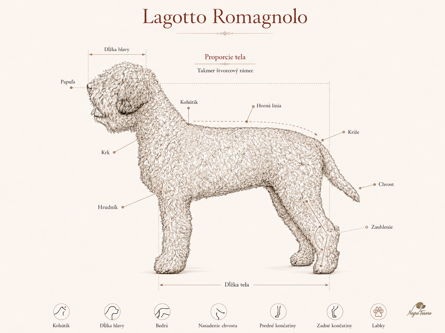 Lagotto Romagnolo breed standard diagram | Negro Tesoro Proporcie tela Lagotto Romagnolo podľa štandardu FCI