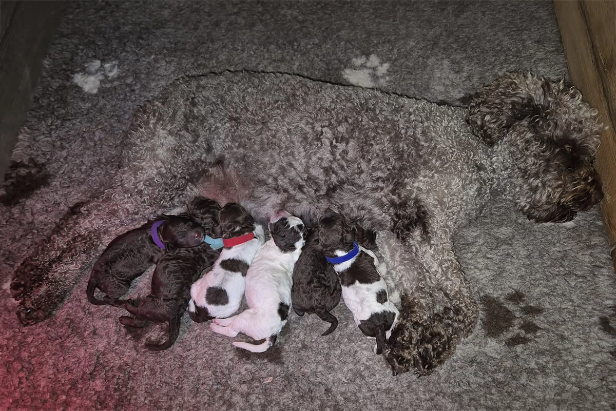 emili a steniatka Šteniatka vrhu E Lagotto Romagnolo Negro Tesoro