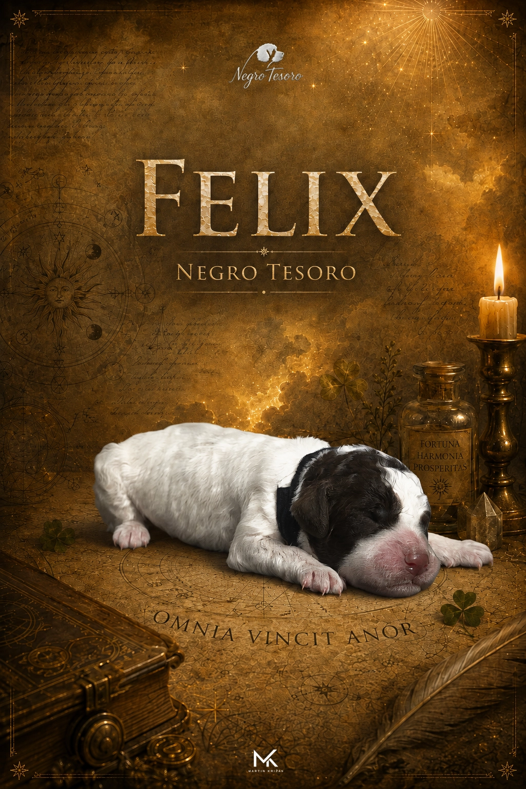 felix-negro-tesoro-vrh-f Die einen Tag alte Lagotto-Romagnolo-Hündin Etna Negro Tesoro aus dem E-Wurf