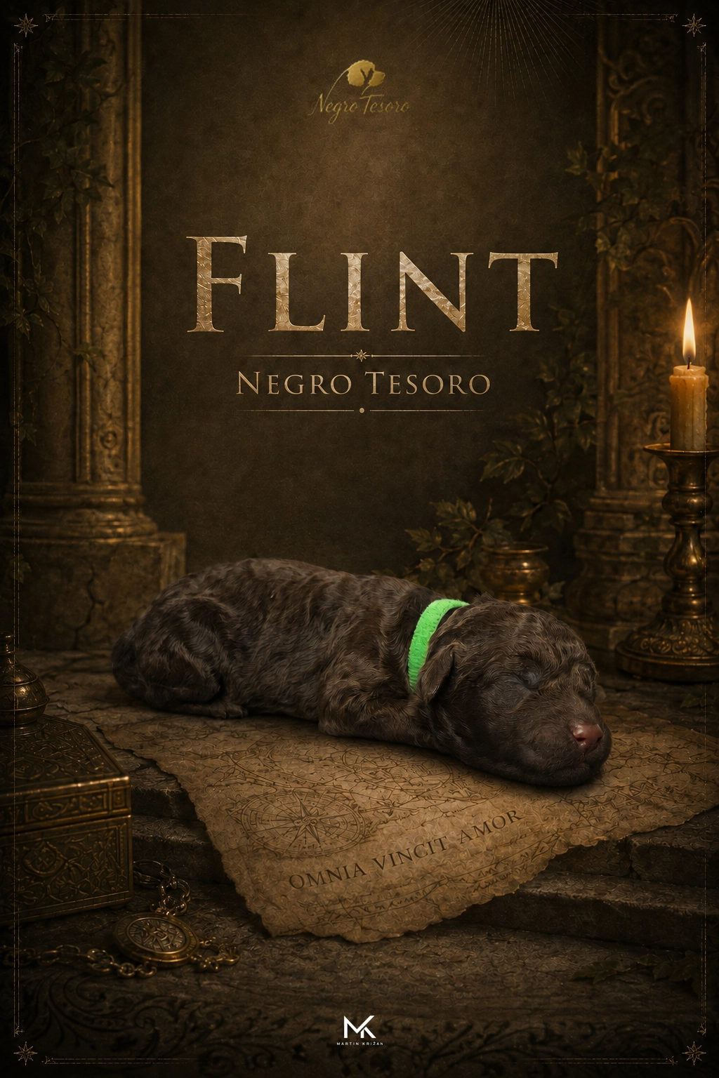 flint-negro-tesoro-vrh-f Die einen Tag alte Lagotto-Romagnolo-Hündin Elba Negro Tesoro aus dem E-Wurf