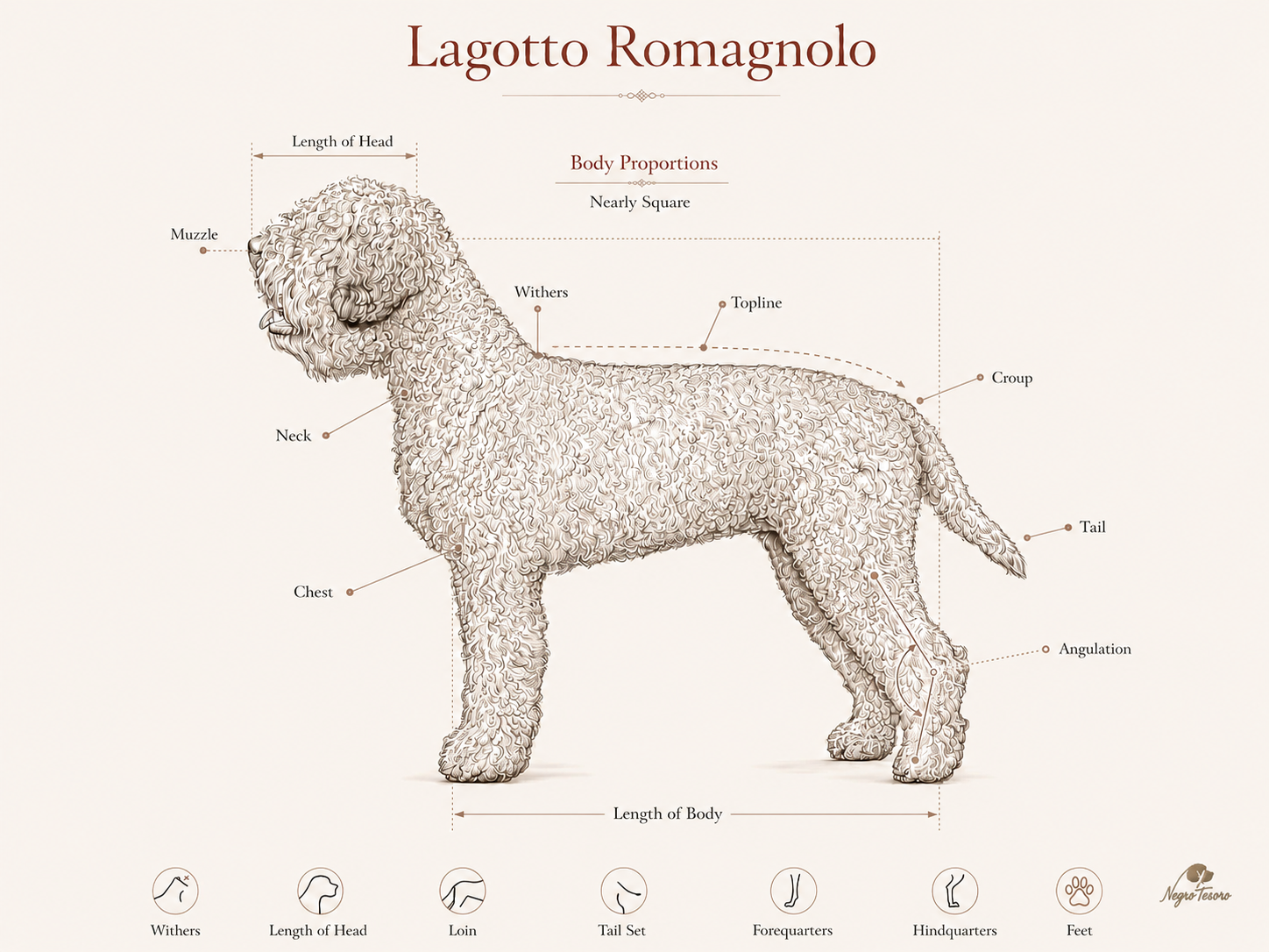 Lagotto Romagnolo Breed Standard Illustration Illustrated Lagotto Romagnolo breed standard showing key anatomical points and body proportions