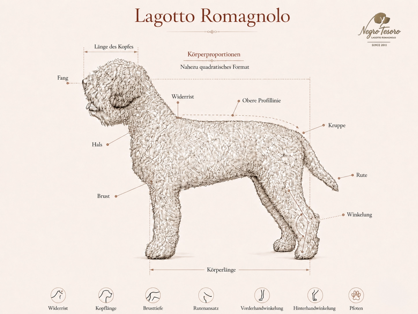 Körperproportionen und anatomische Merkmale des Lagotto Romagnolo Körperproportionen des Lagotto Romagnolo mit Widerrist, Kopf, Brust, Kruppe, Rute und Winkelungen nach dem Rassestandard