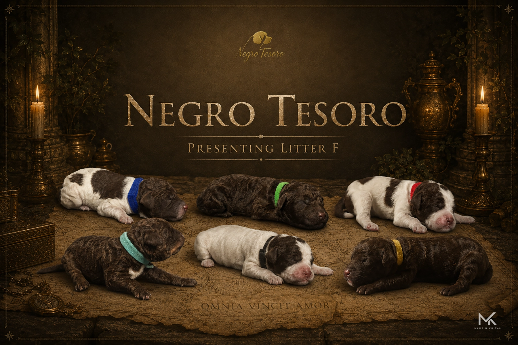 negro-tesoro-vrh-f-lagotto-romagnolo-steniatka Šesť jednodňových šteniatok Lagotto Romagnolo z vrhu F Negro Tesoro leží spolu na spoločnej fotografii.