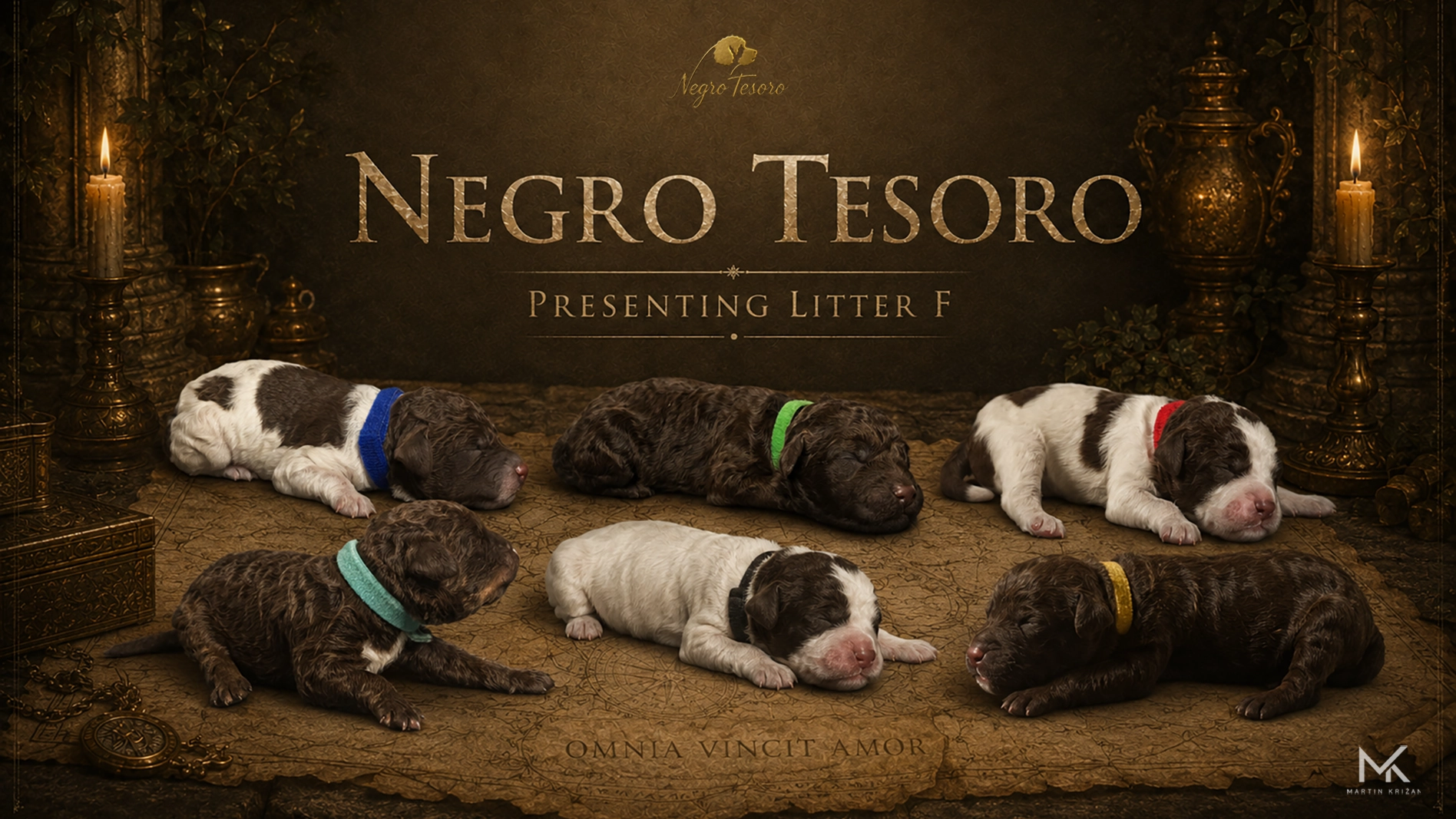 Plagát vrhu C Negro Tesoro so skupinou šteniatok Lagotto Romagnolo | Lagotto Romagnolo litter C puppy poster